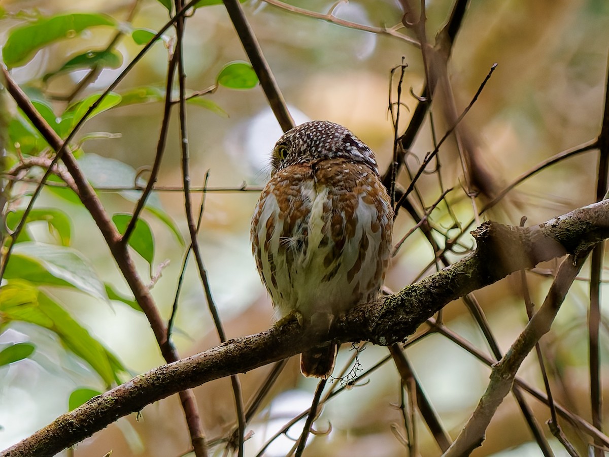 Sunda Owlet - ML643811631