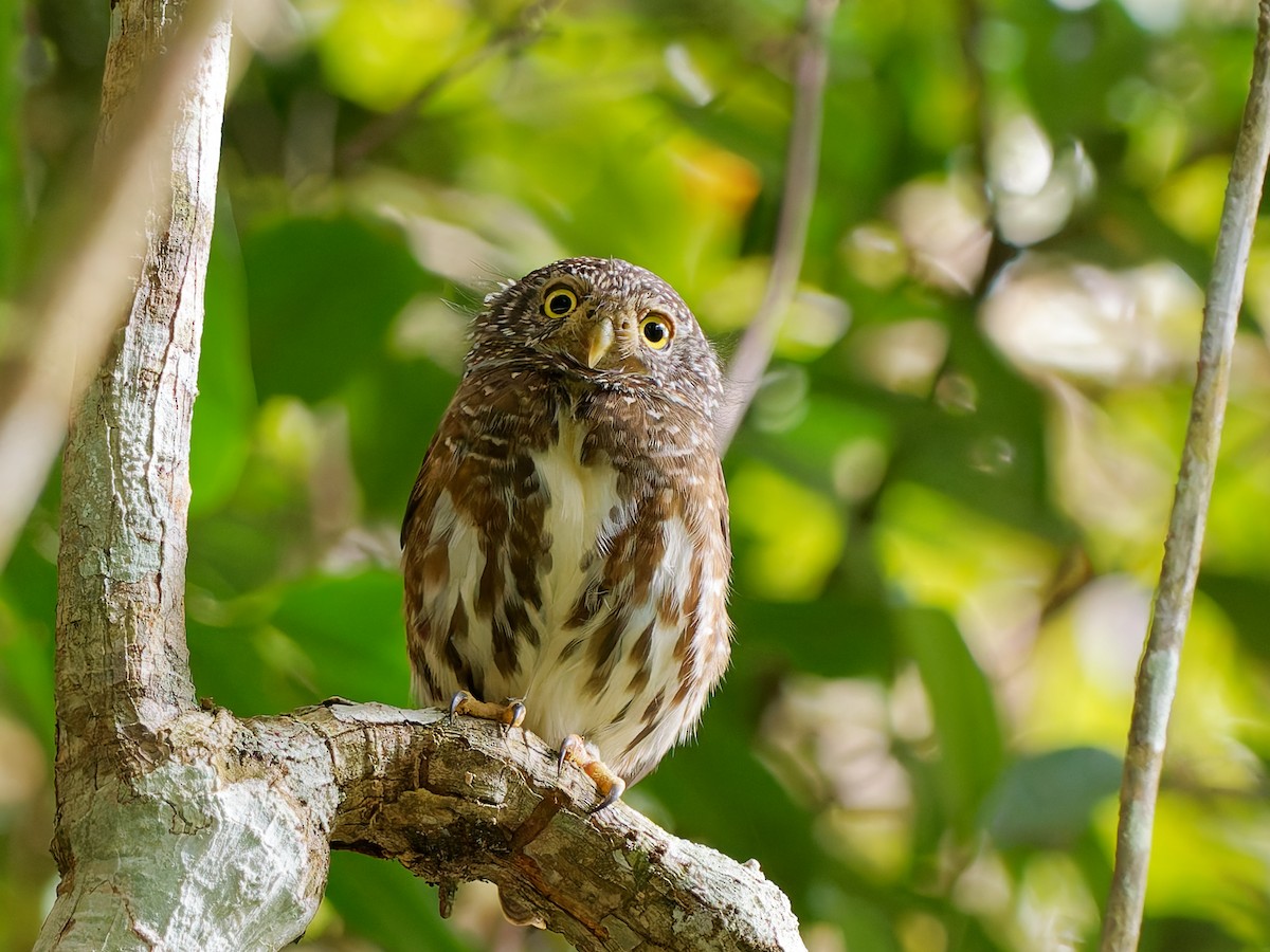 Sunda Owlet - ML643811632