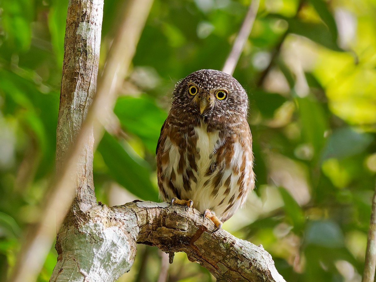 Sunda Owlet - ML643811633