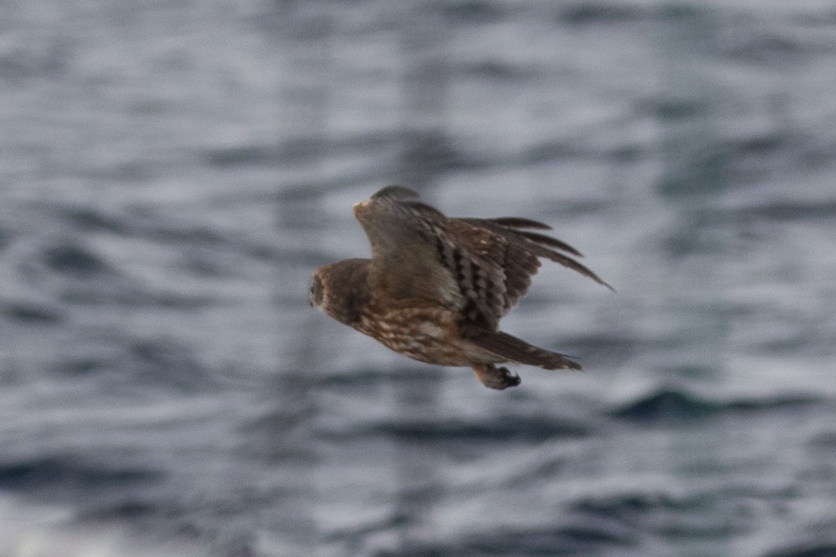 Australian Boobook - ML643811638