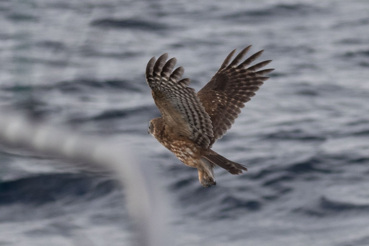 Australian Boobook - ML643811640