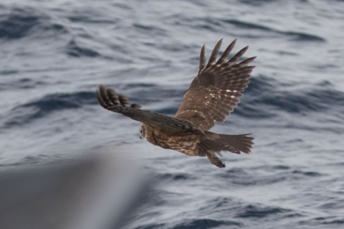 Australian Boobook - ML643811641