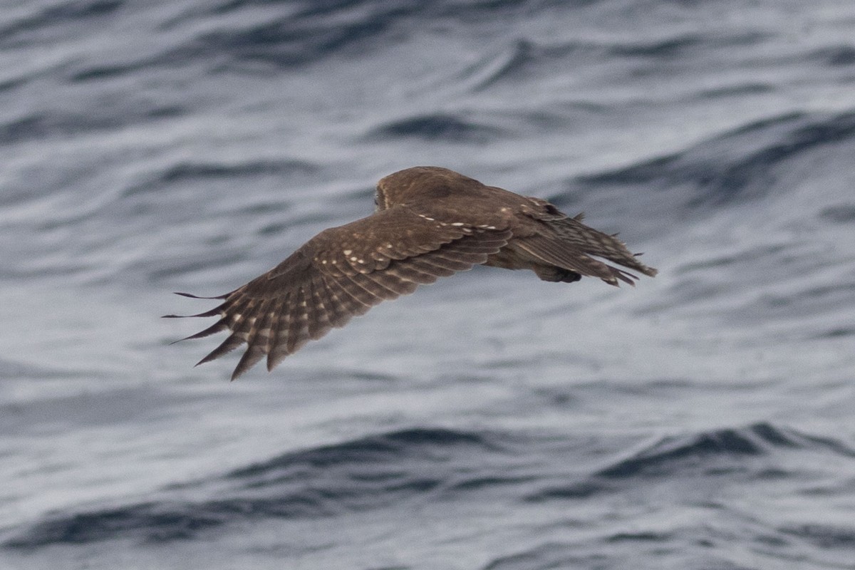 Australian Boobook - ML643811642