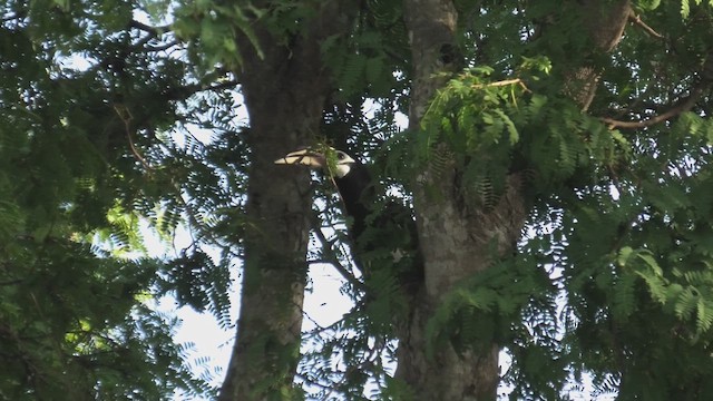 Oriental Pied-Hornbill - ML643811646