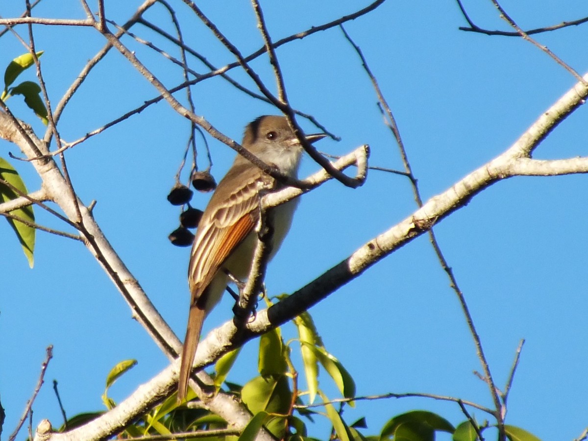 Hispanyola Sinekkapanı - ML643811647