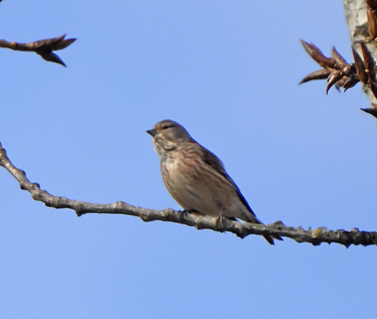Eurasian Linnet - ML643811650