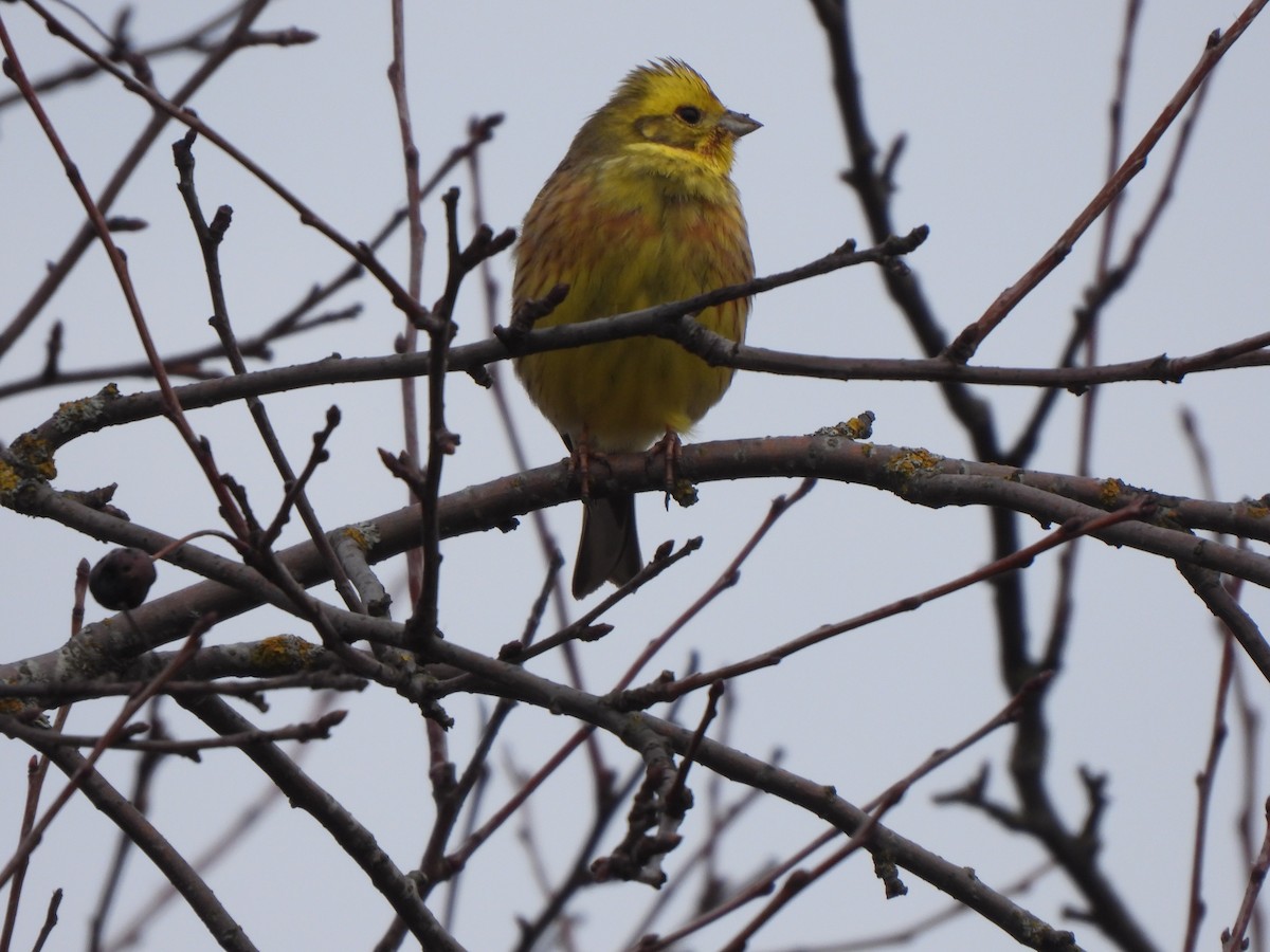 Yellowhammer - ML643811651