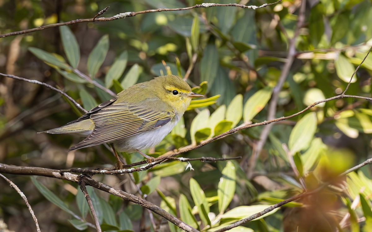 Wood Warbler - ML643811656