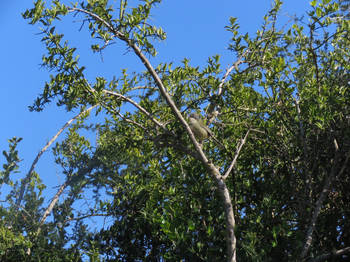 Bar-throated Apalis - ML643811665