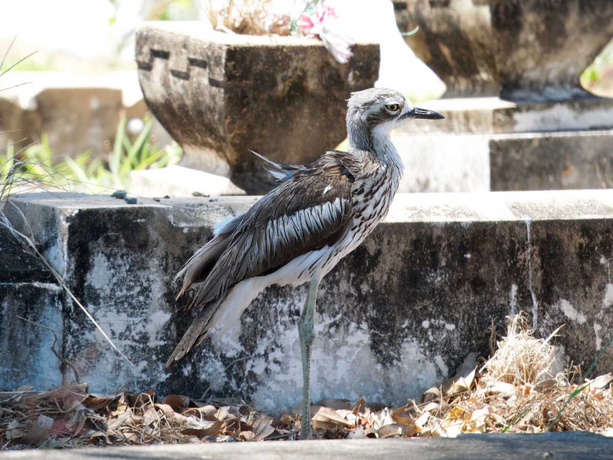 Bush Thick-knee - ML643811666