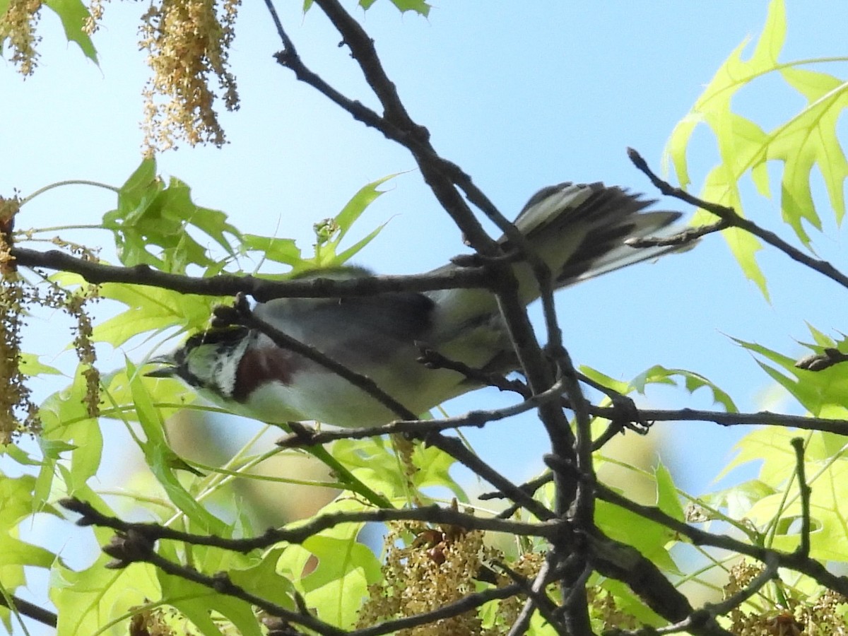 Chestnut-sided Warbler - ML643811670