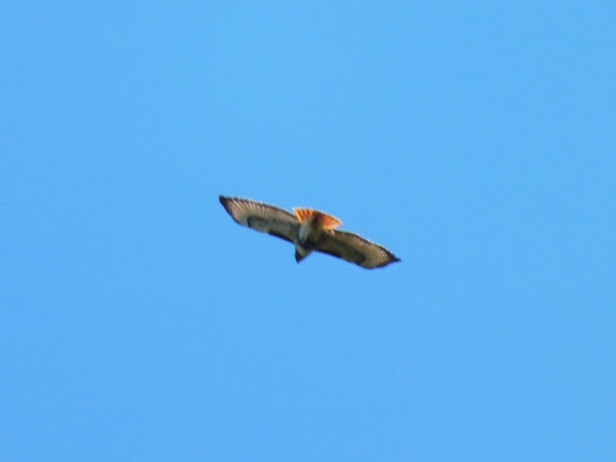 Red-tailed Hawk - ML643811671