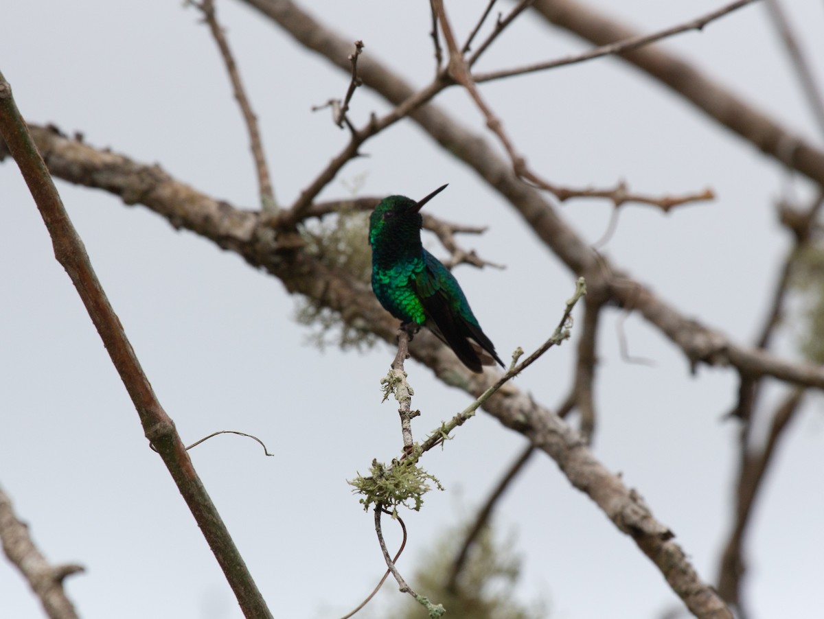Red-billed Emerald - ML643811696