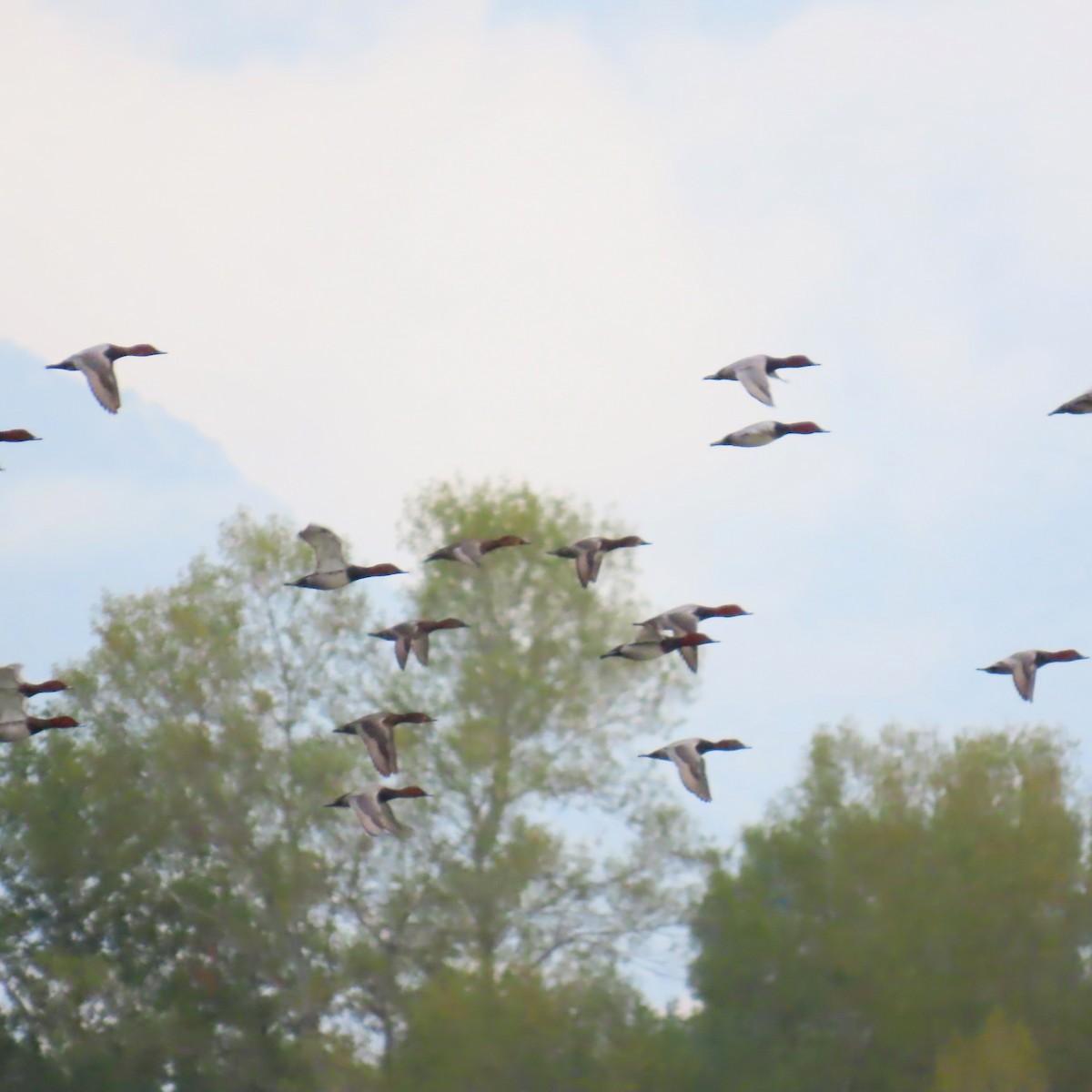Common Pochard - ML643811704
