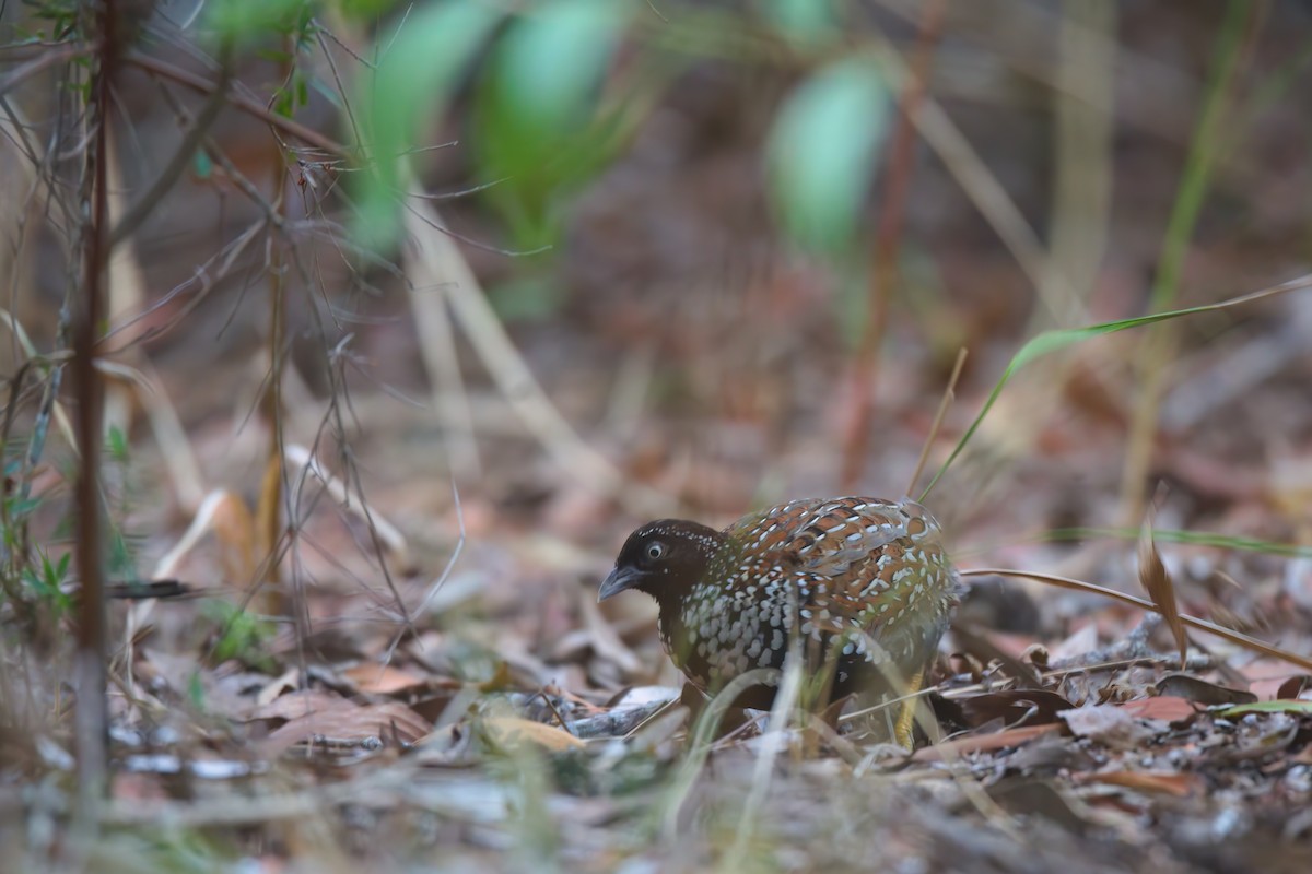 Black-breasted Buttonquail - ML643811712