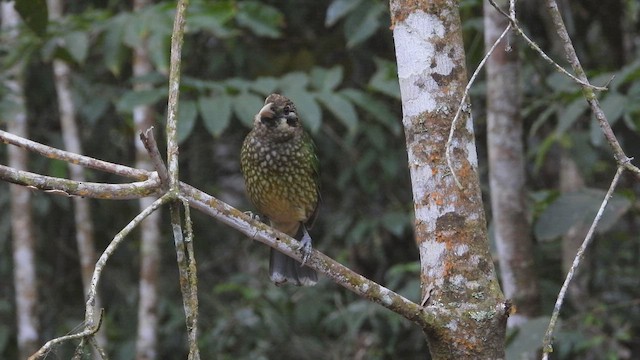 Spotted Catbird - ML643811720