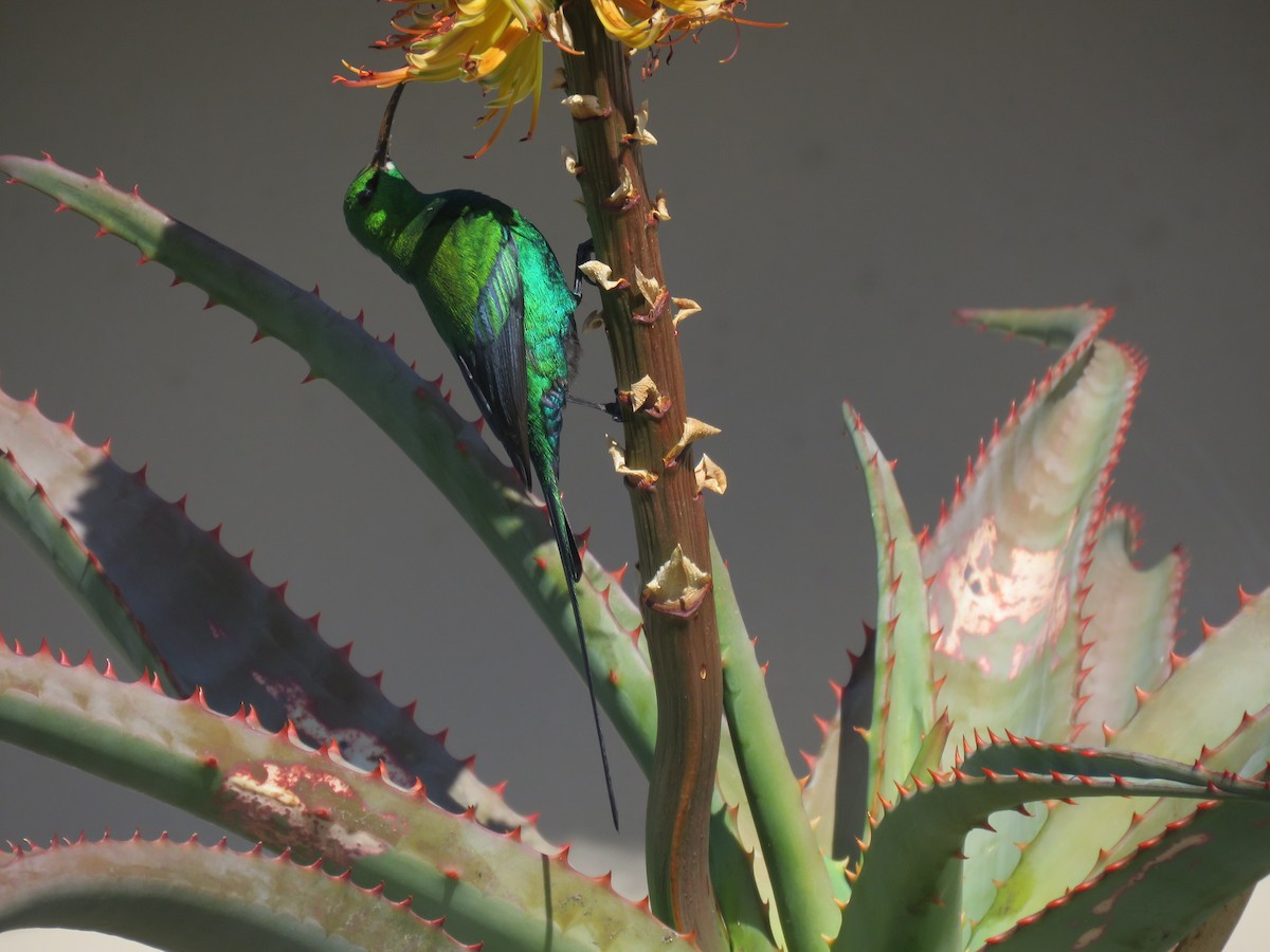 Malachite Sunbird - ML643811728