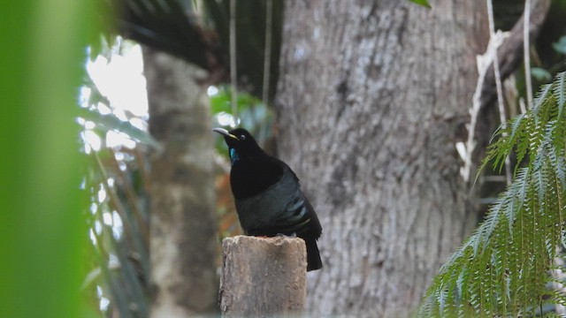 Victoria's Riflebird - ML643811731