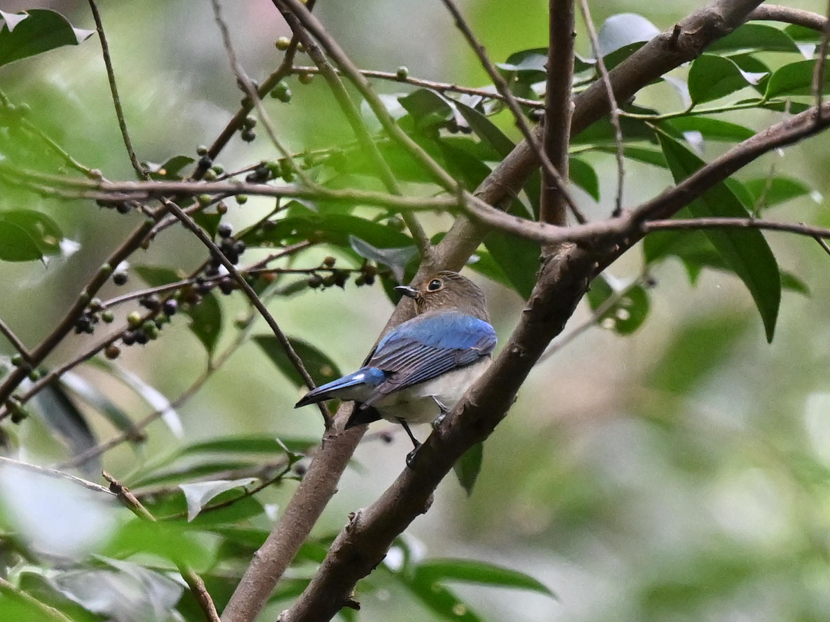 lejsek modrobílý - ML643811732