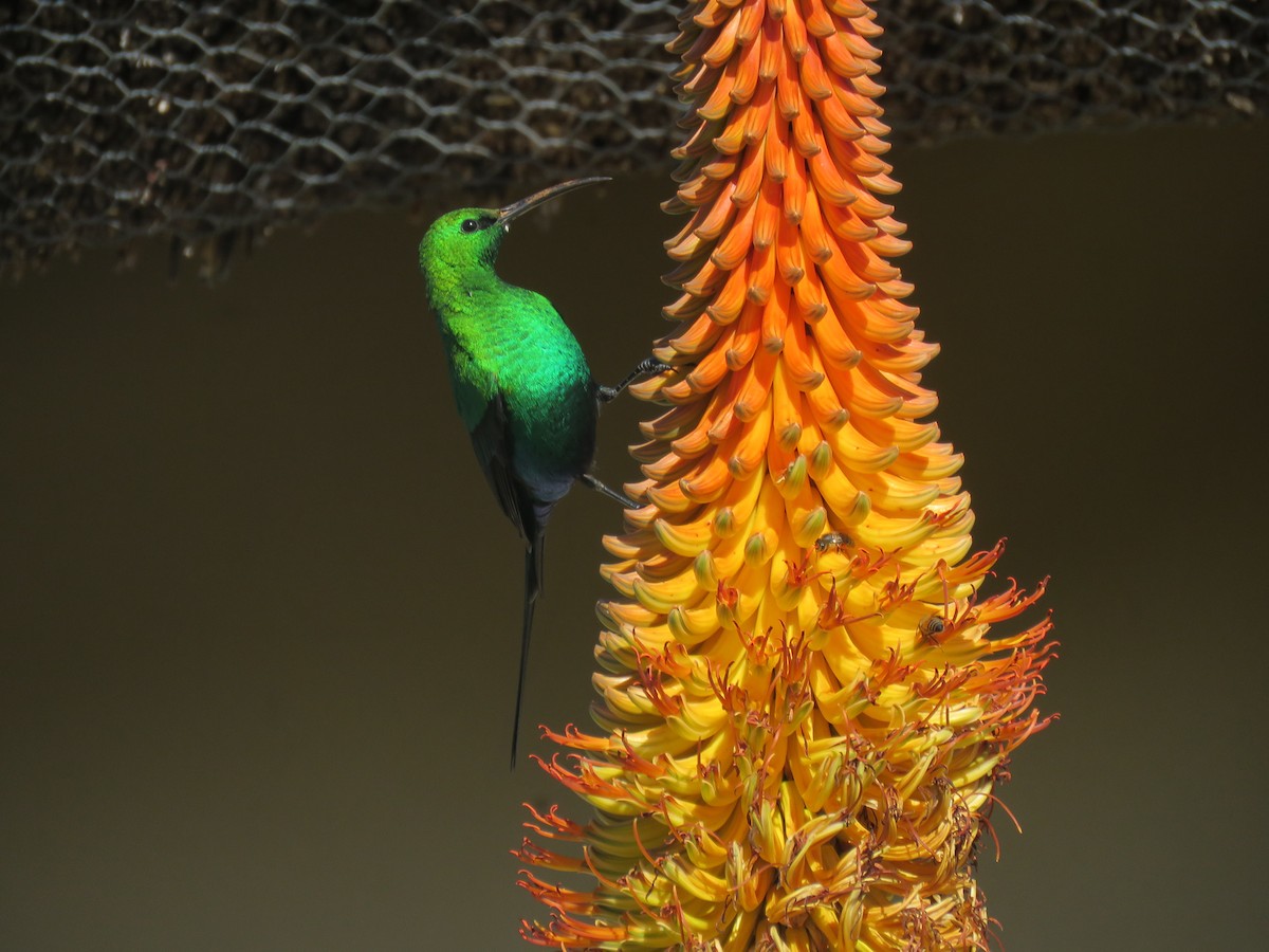 Malachite Sunbird - ML643811733