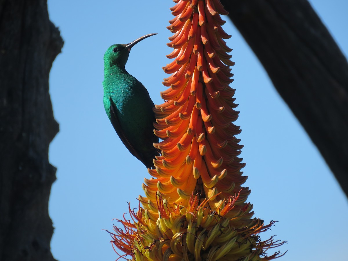 Malachite Sunbird - ML643811744