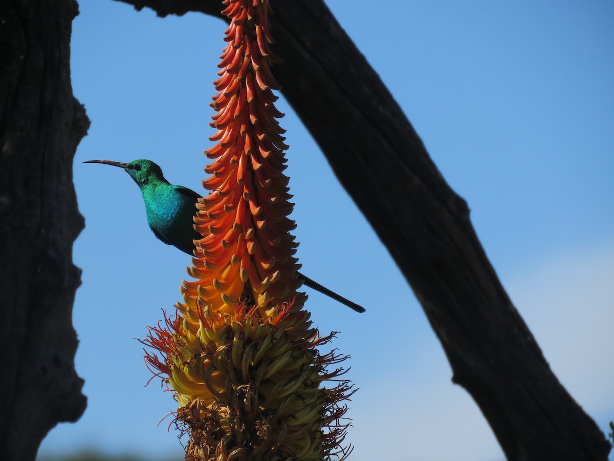 Malachite Sunbird - ML643811748