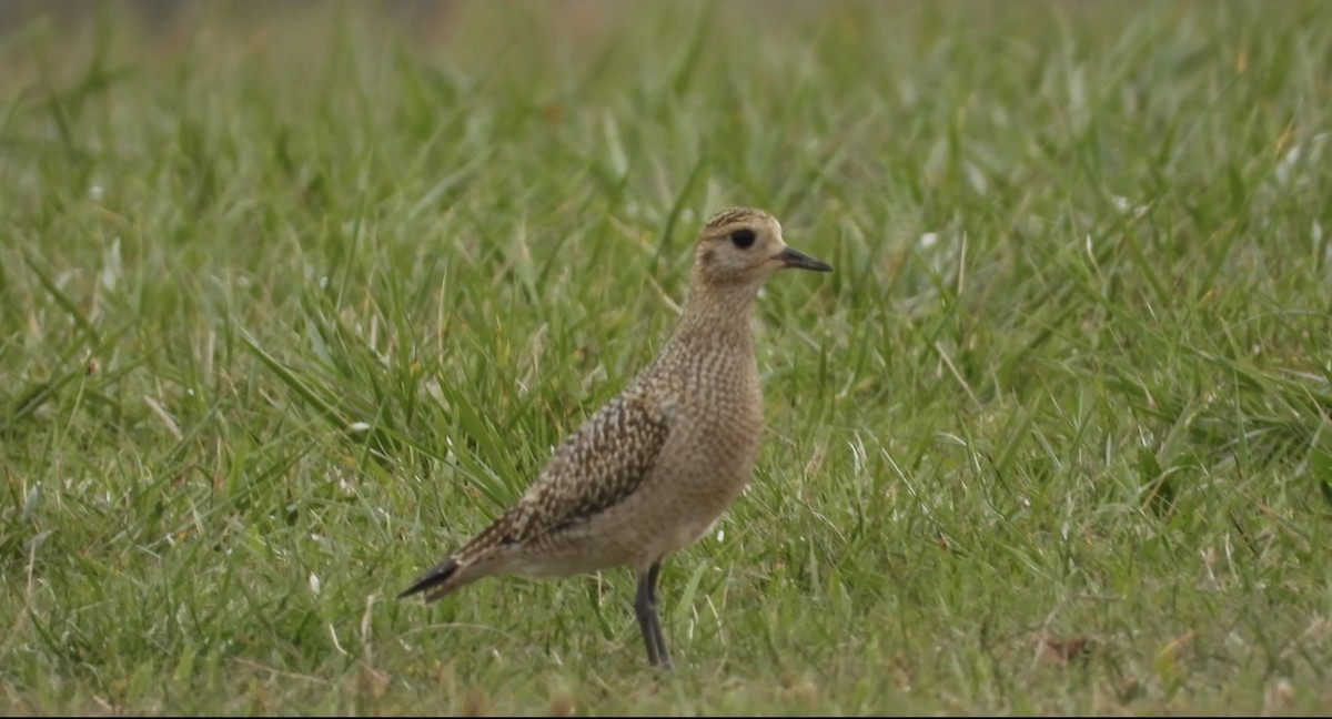 European Golden-Plover - ML643811749
