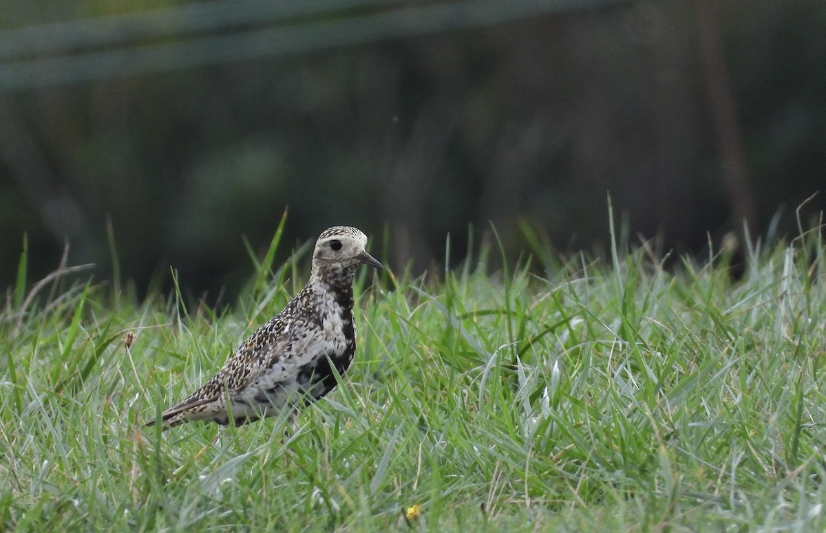 European Golden-Plover - ML643811750