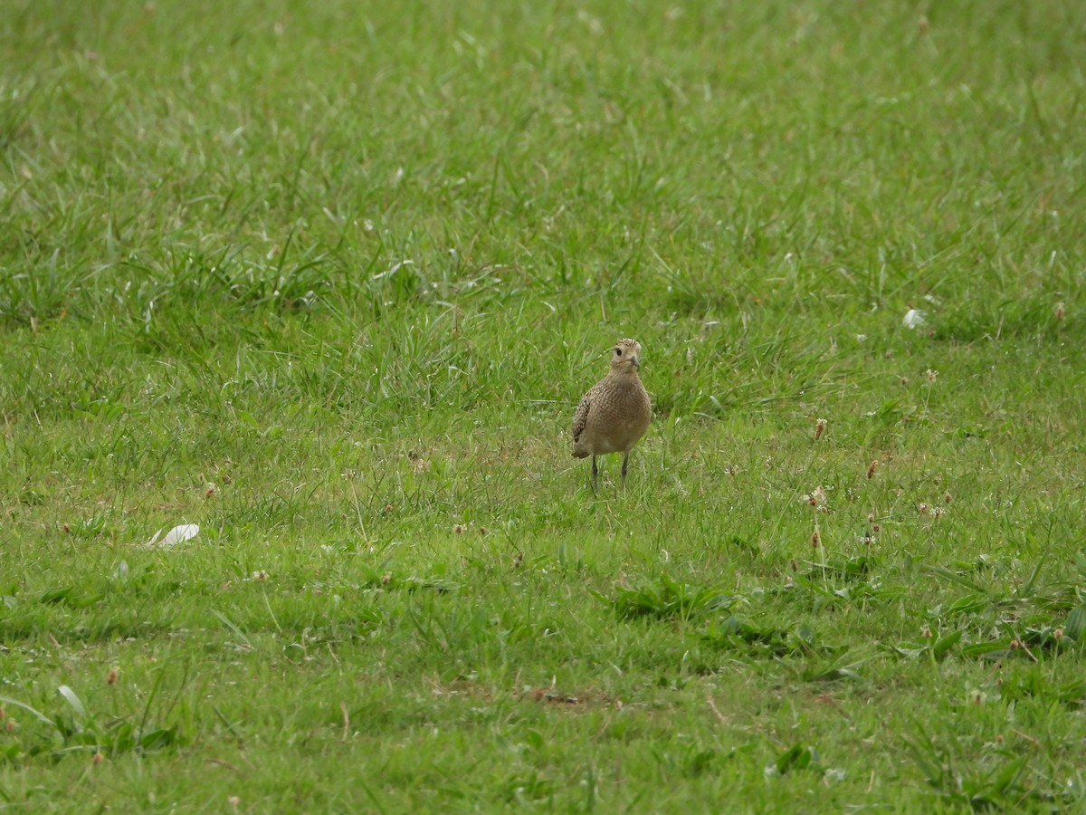 European Golden-Plover - ML643811751