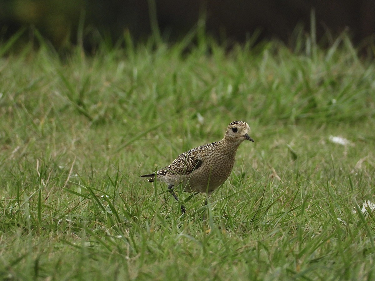 European Golden-Plover - ML643811752
