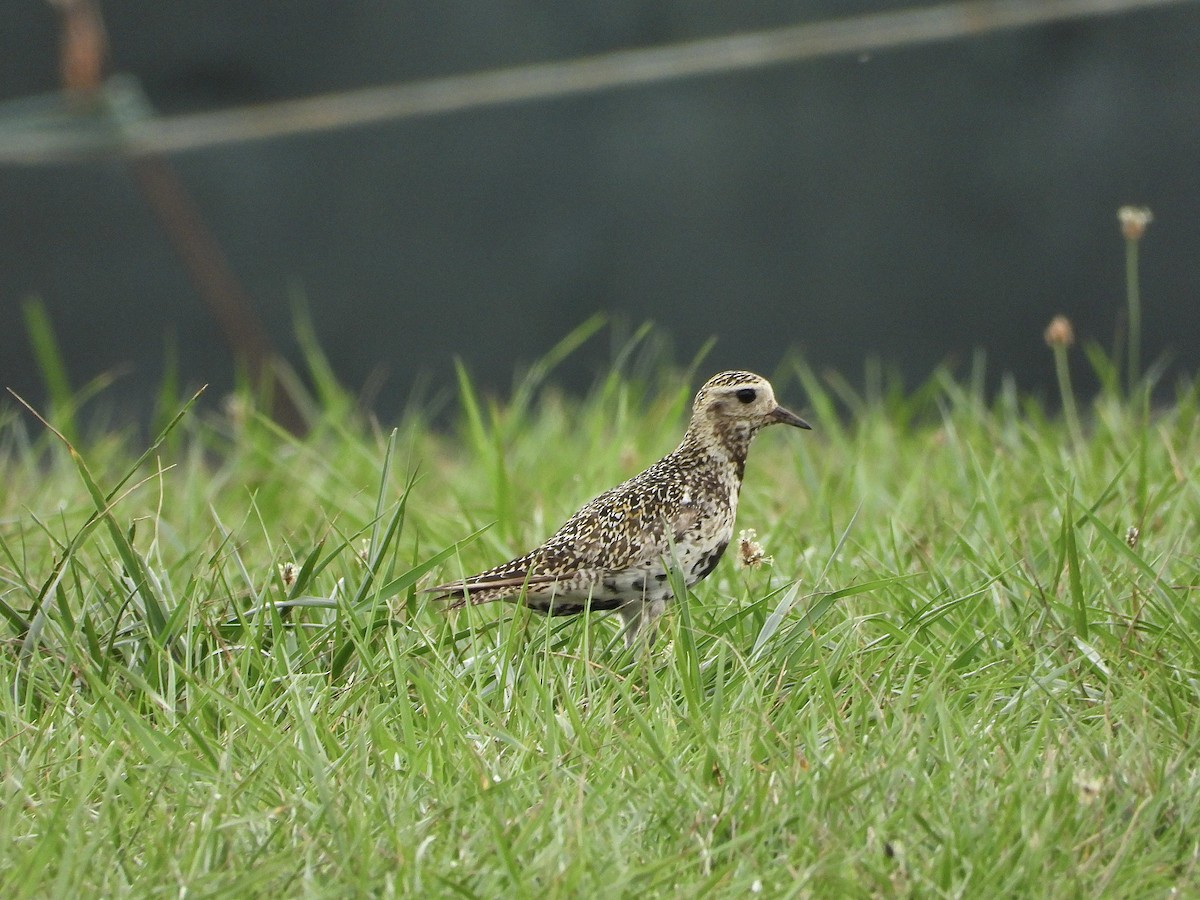European Golden-Plover - ML643811753