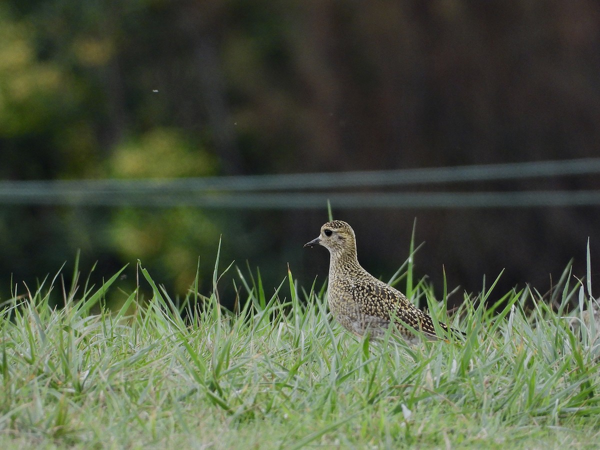 European Golden-Plover - ML643811754