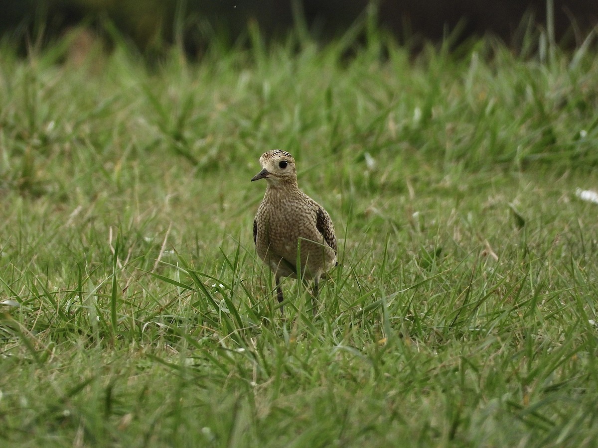 European Golden-Plover - ML643811755