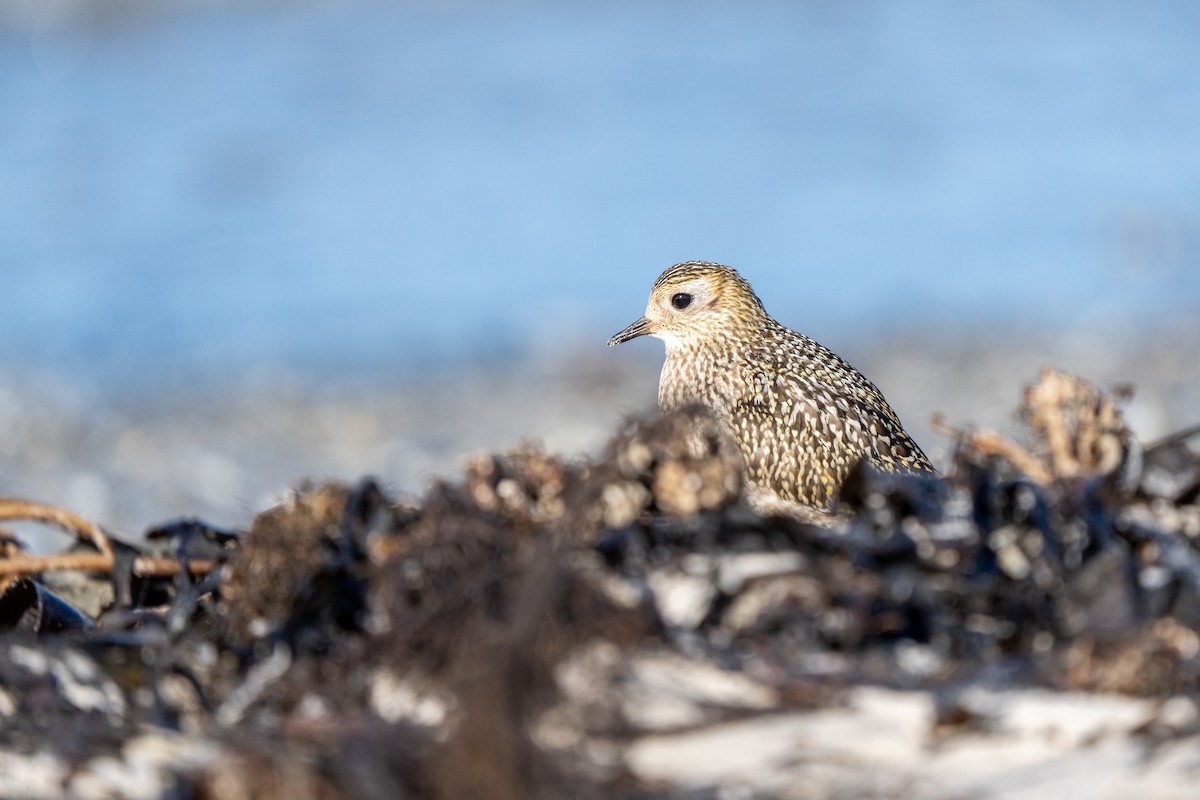 European Golden-Plover - ML643811756