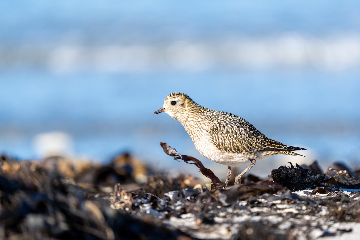 European Golden-Plover - ML643811757