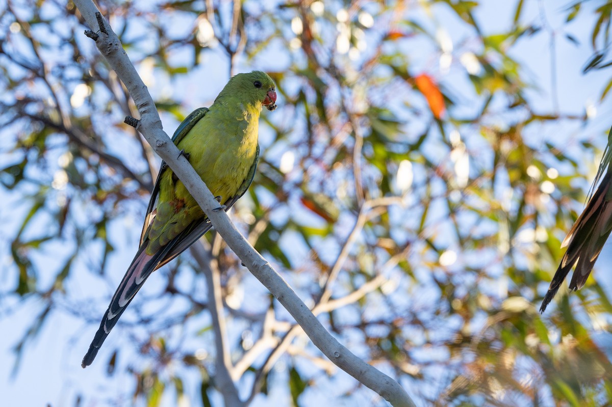 Regent Parrot - ML643811758