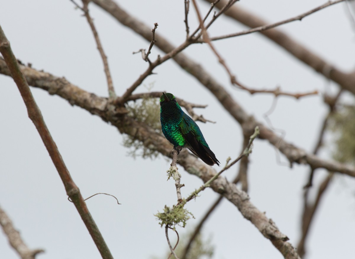 Red-billed Emerald - ML643811759