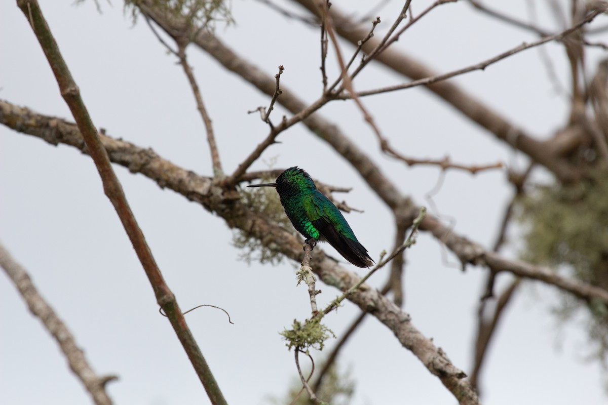 Red-billed Emerald - ML643811760