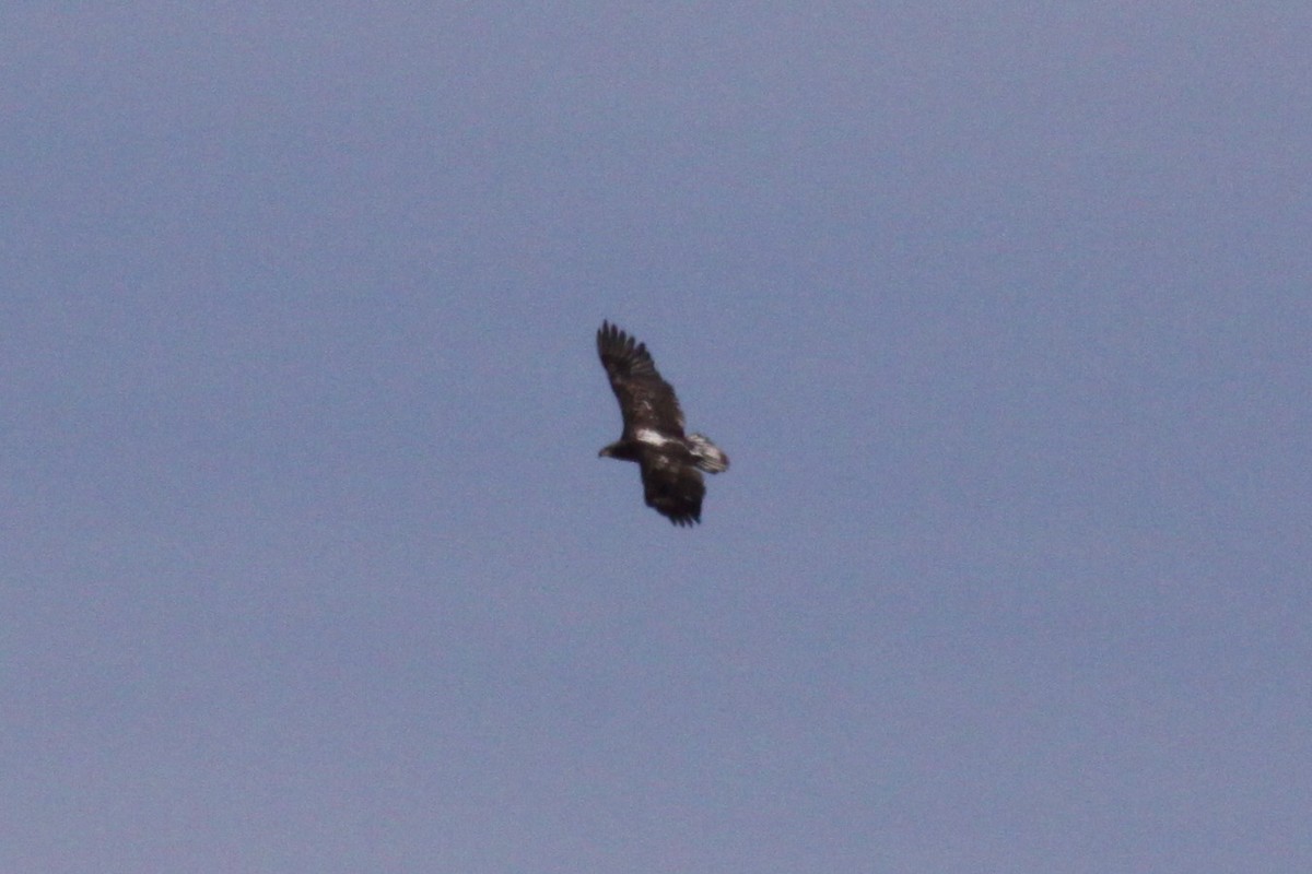 Bald Eagle - ML643811767