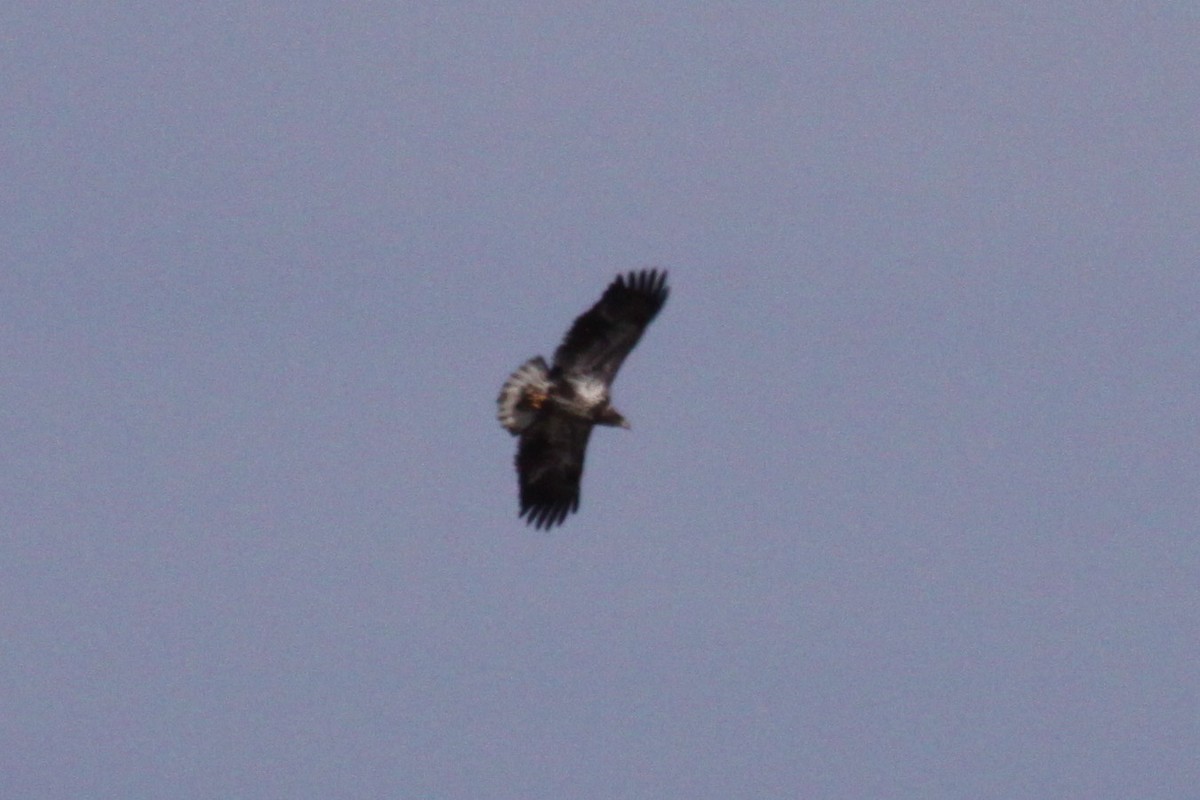 Bald Eagle - ML643811768