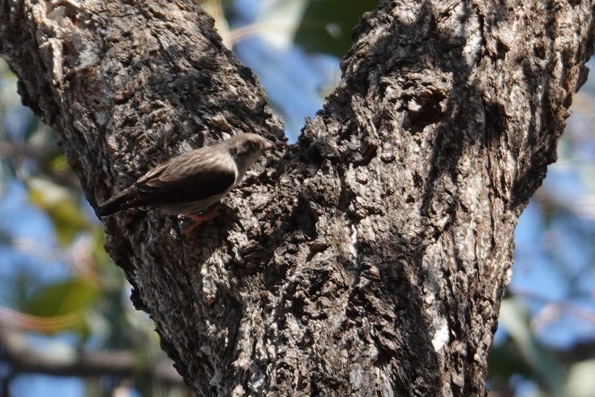 Varied Sittella - ML643811793
