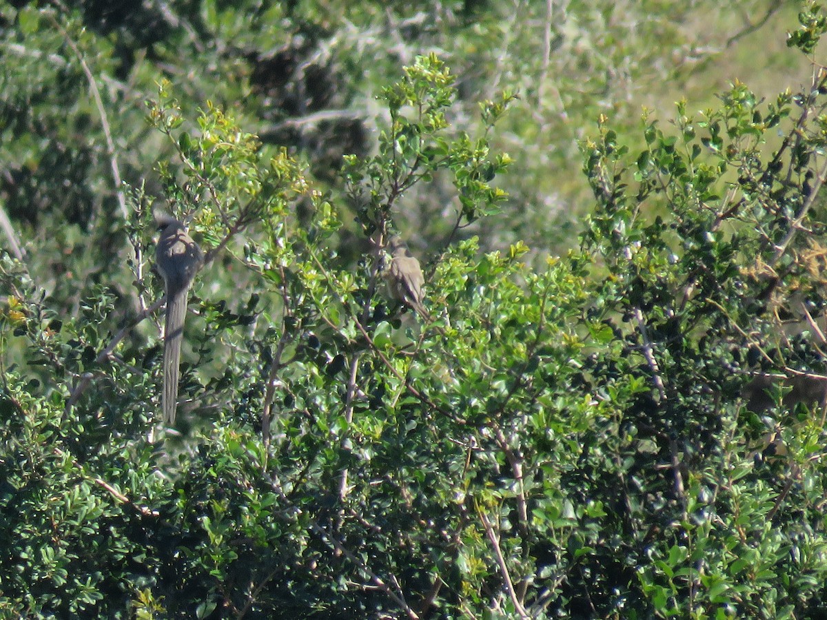 Speckled Mousebird - ML643811795