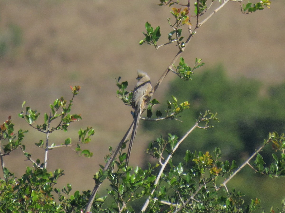 Speckled Mousebird - ML643811806