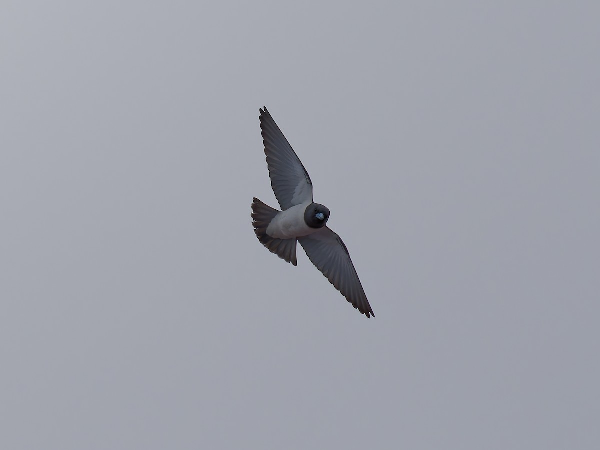 White-breasted Woodswallow - ML643811807