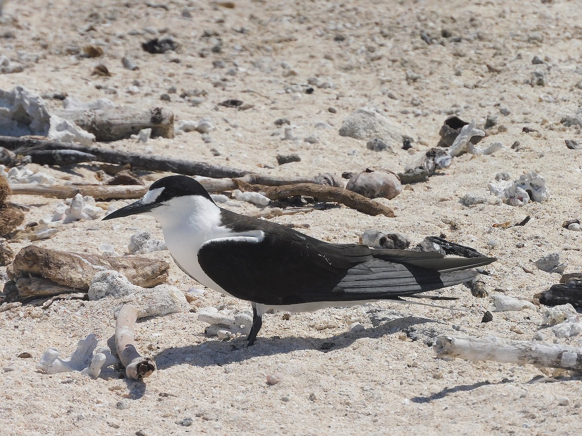 Txenada iluna - ML643811810