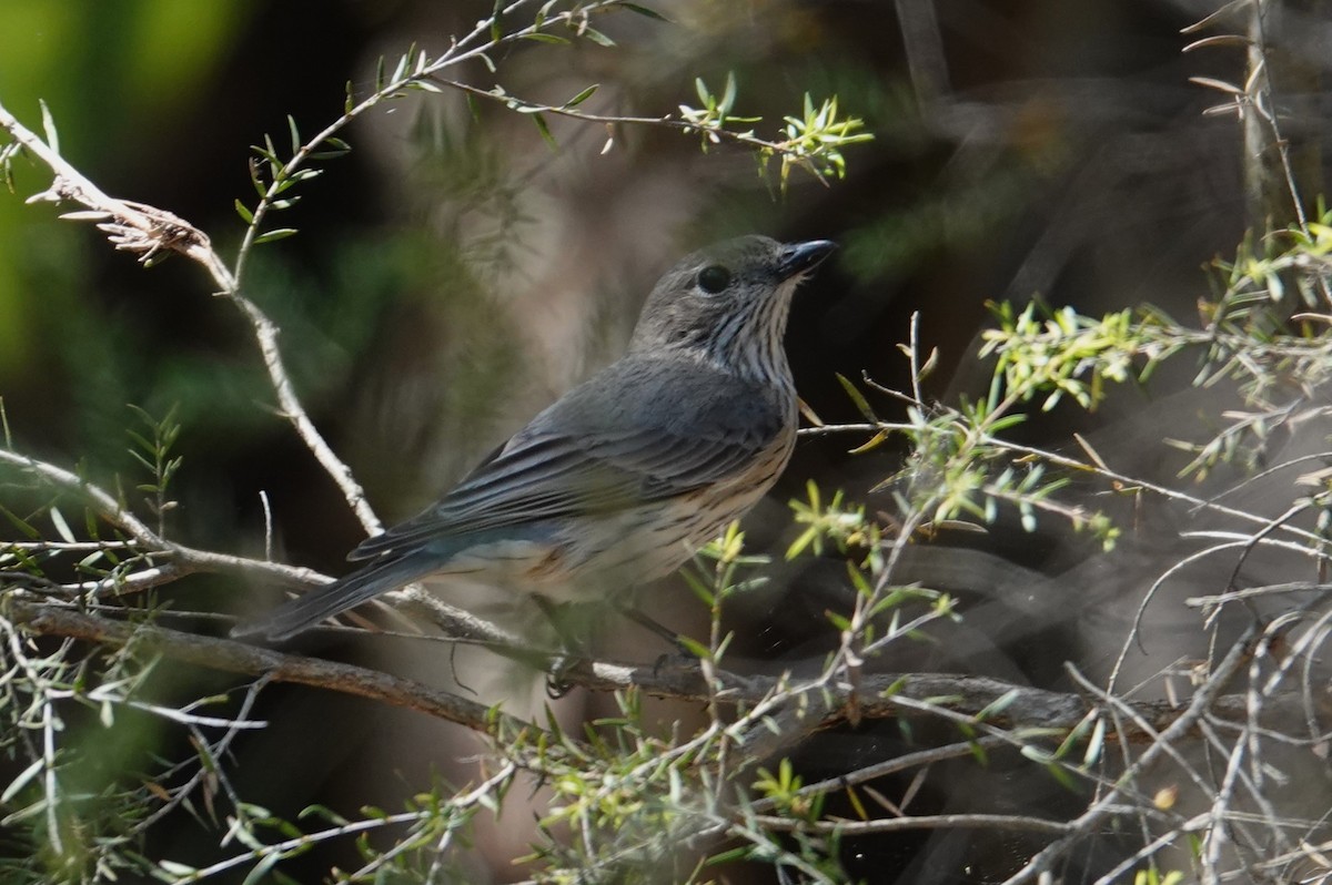 Rufous Whistler - ML643811811