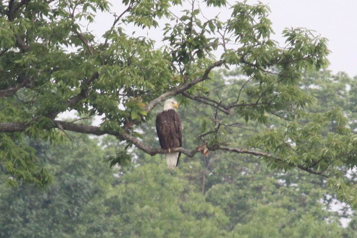 Bald Eagle - ML643811847