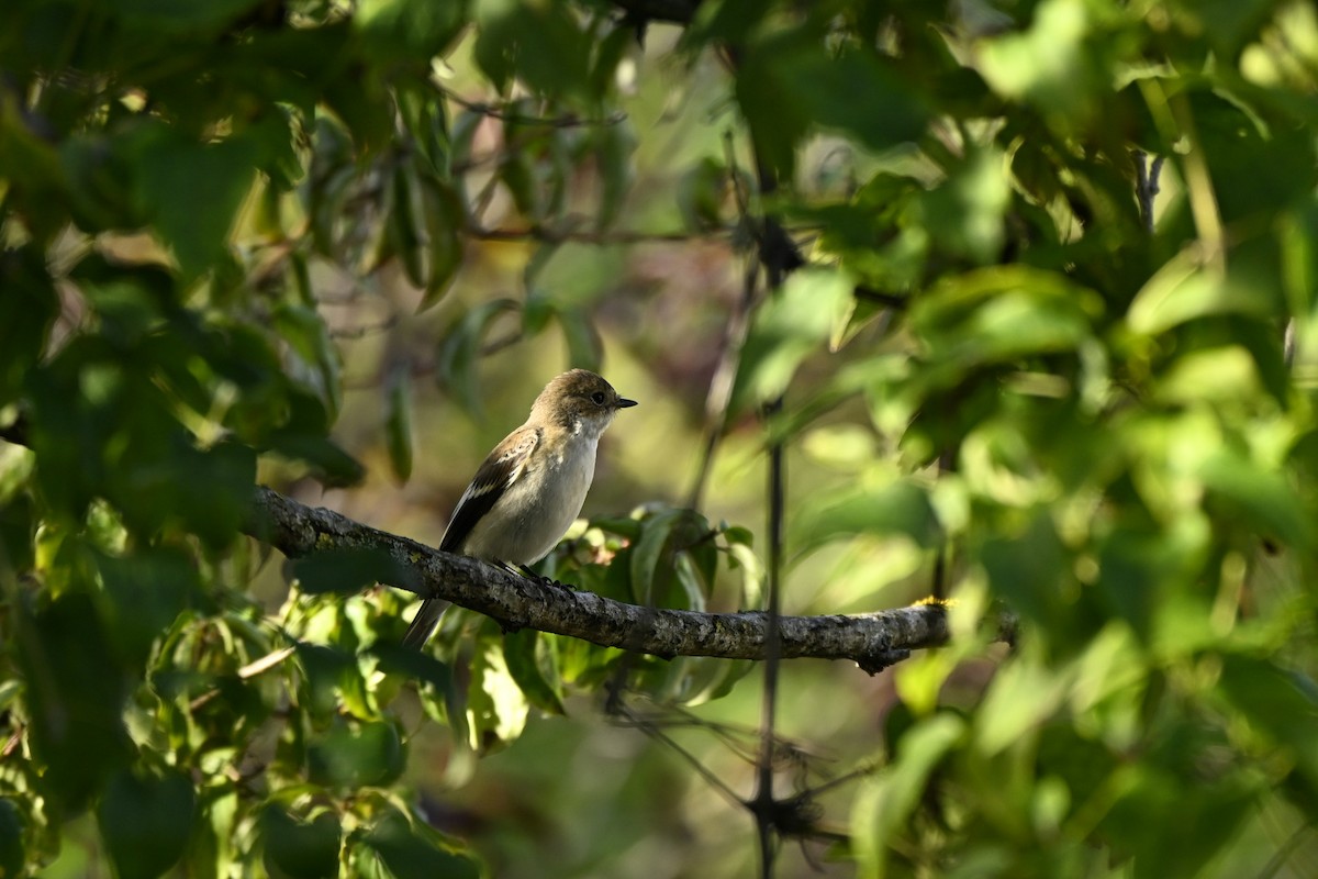 Trauerschnäpper - ML643811848