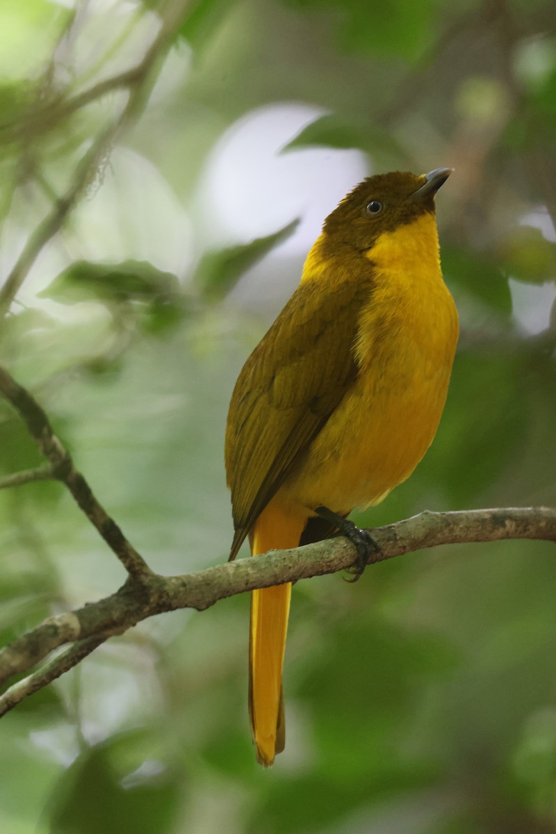 Golden Bowerbird - ML643811869