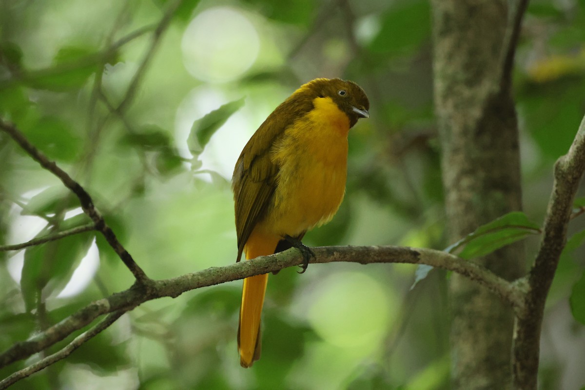 Golden Bowerbird - ML643811870